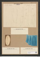 Plagiotropis vitrea (W. Sm.) Grun. (de-Toni-Nr.: Genus 30, Species 1367) Zeichnungen Sammlung Grunow Nr. 2488 (NHMW-BOT-W0369809)